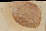 Three, Large, Red Fossil Leaves (Carya & Phyllites) - Montana #165063-4